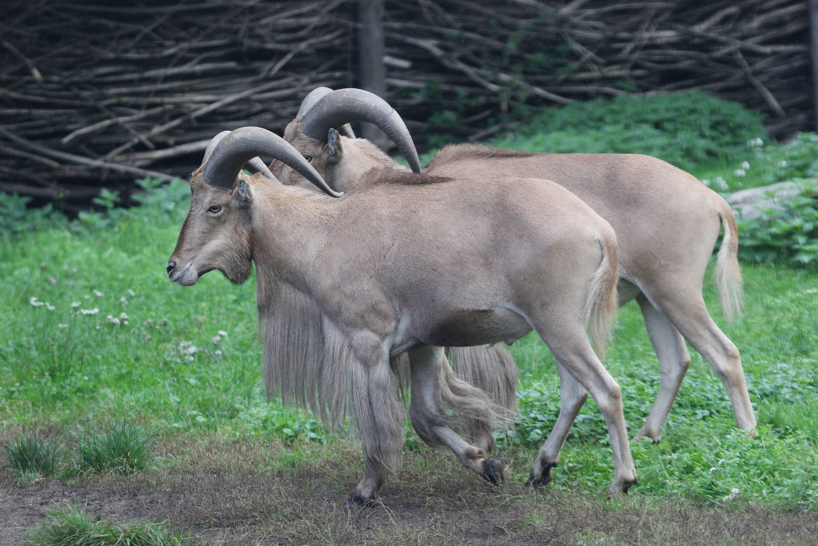 Lybian Barbary Sheeps (Ammotragus lervia fassini)