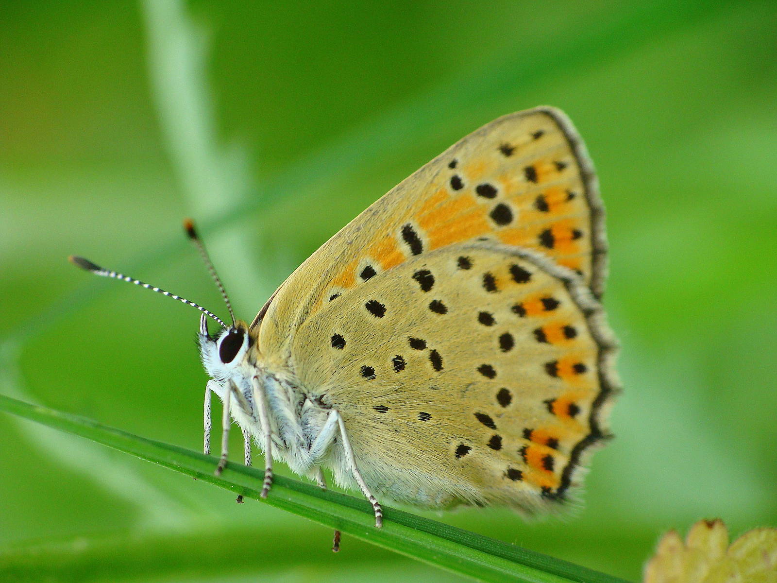Lycaena tityrus
