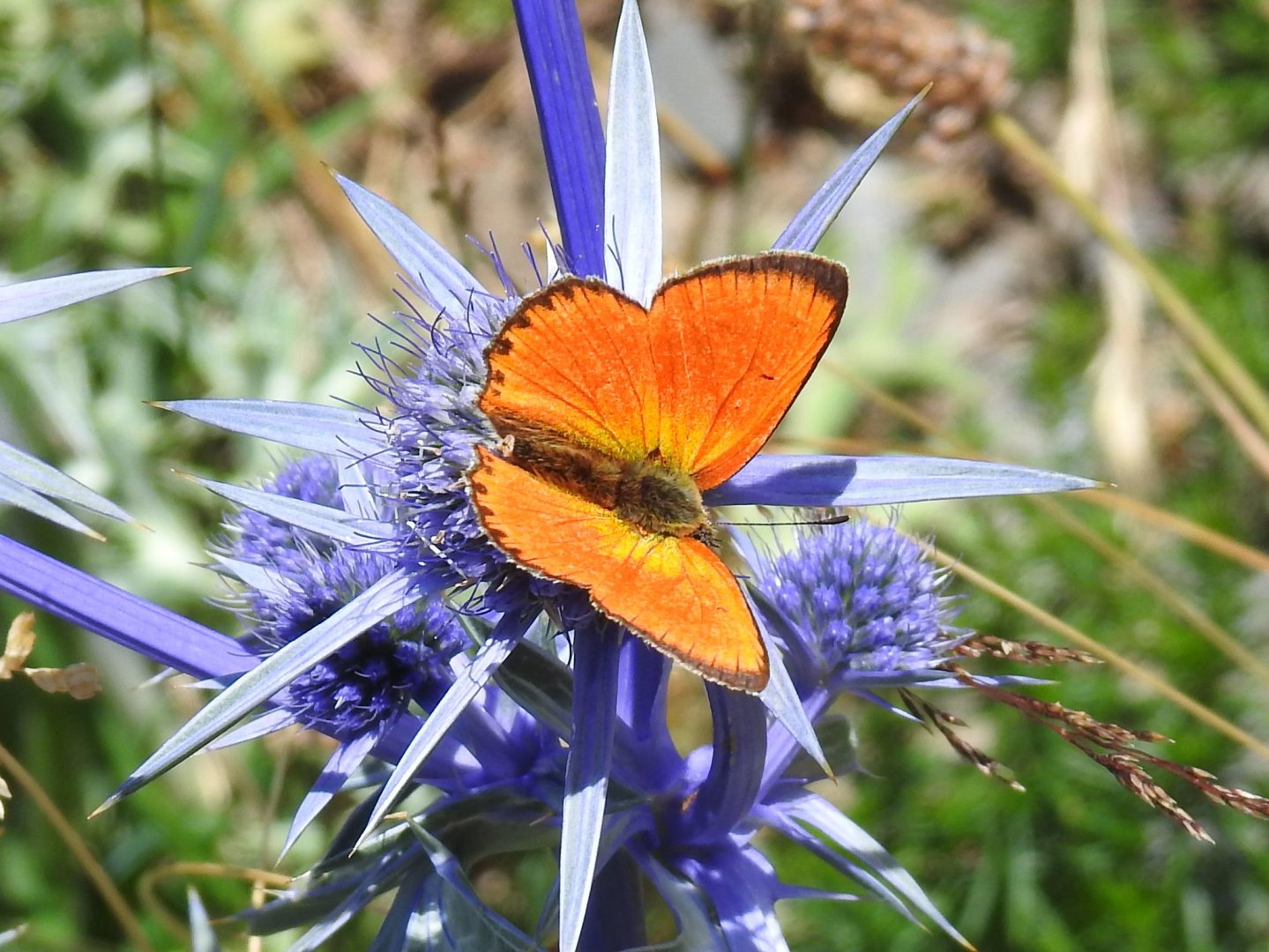 Lycaena virgaureae