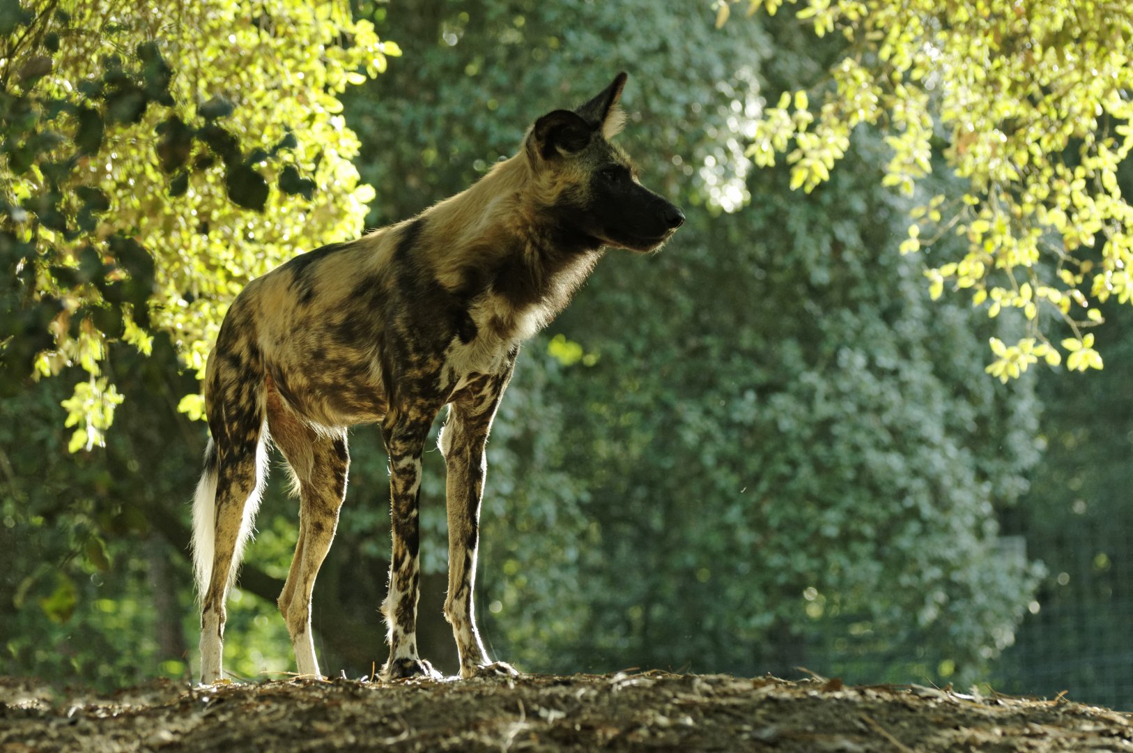 Lycaon (Lycaon pictus)