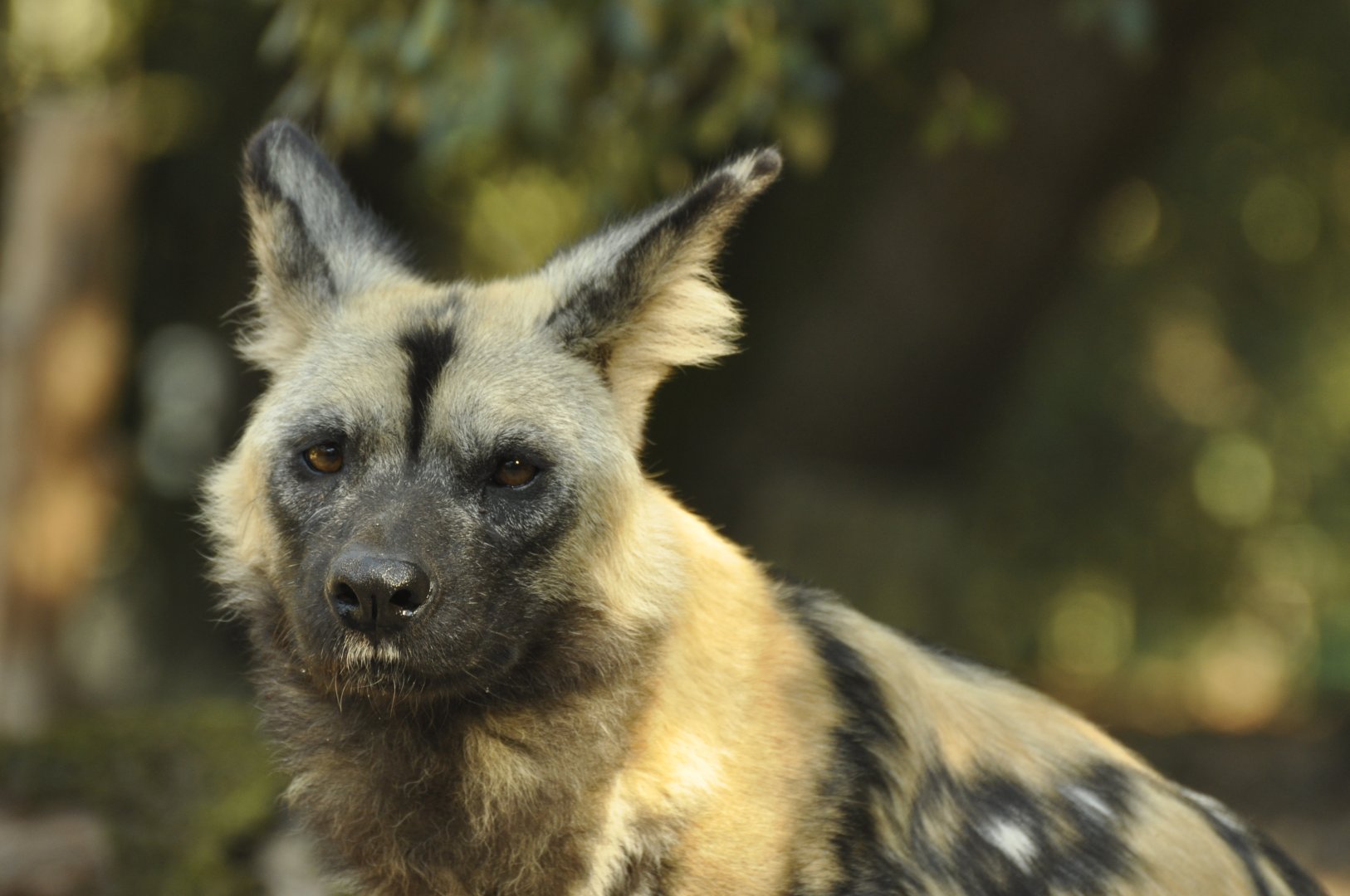 Lycaon (Lycaon pictus)