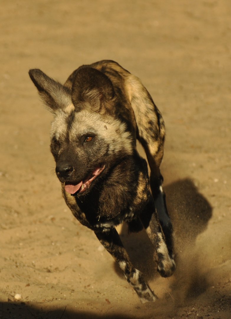 Lycaon (Lycaon pictus)