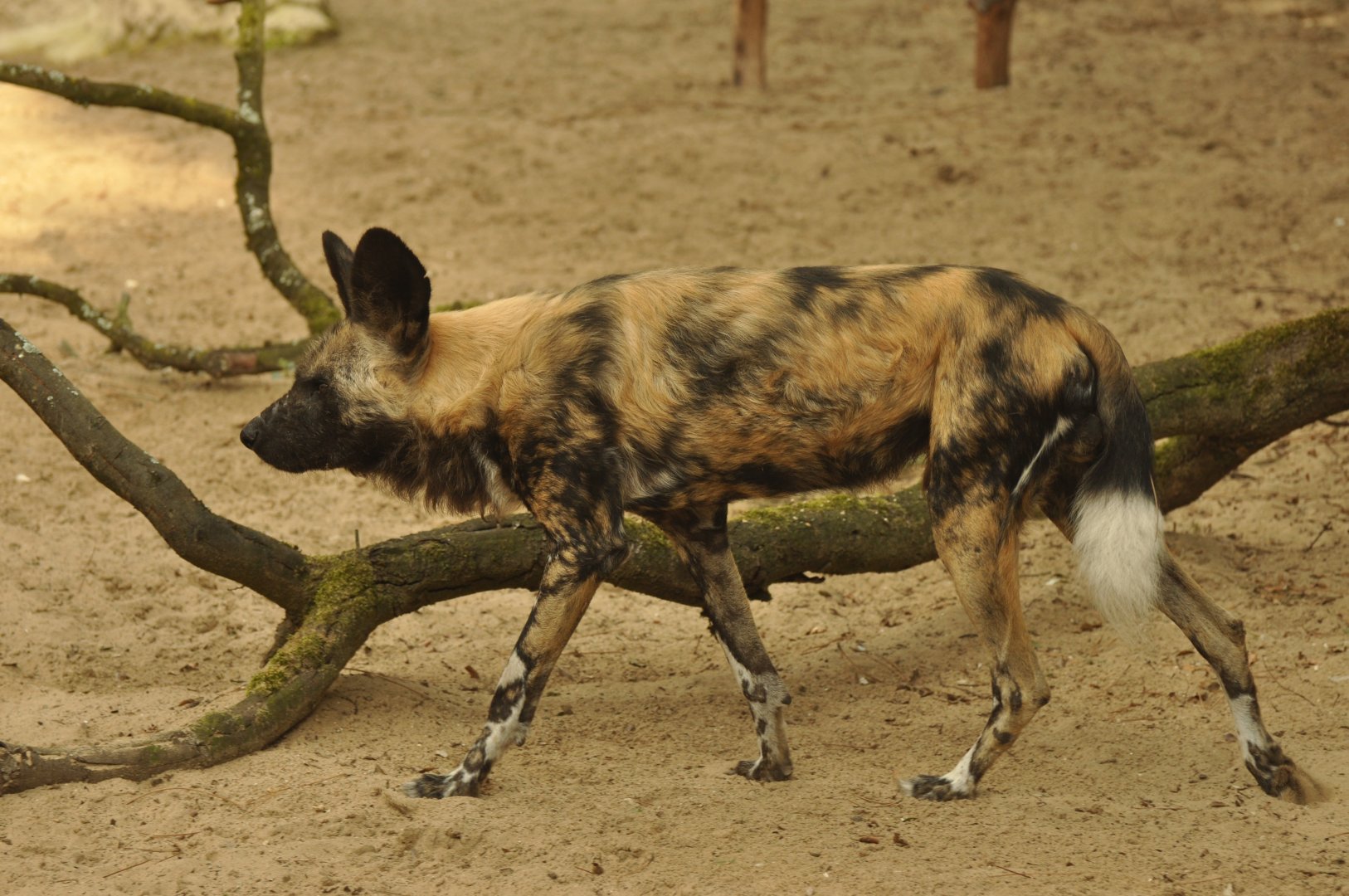 Lycaon (Lycaon pictus)