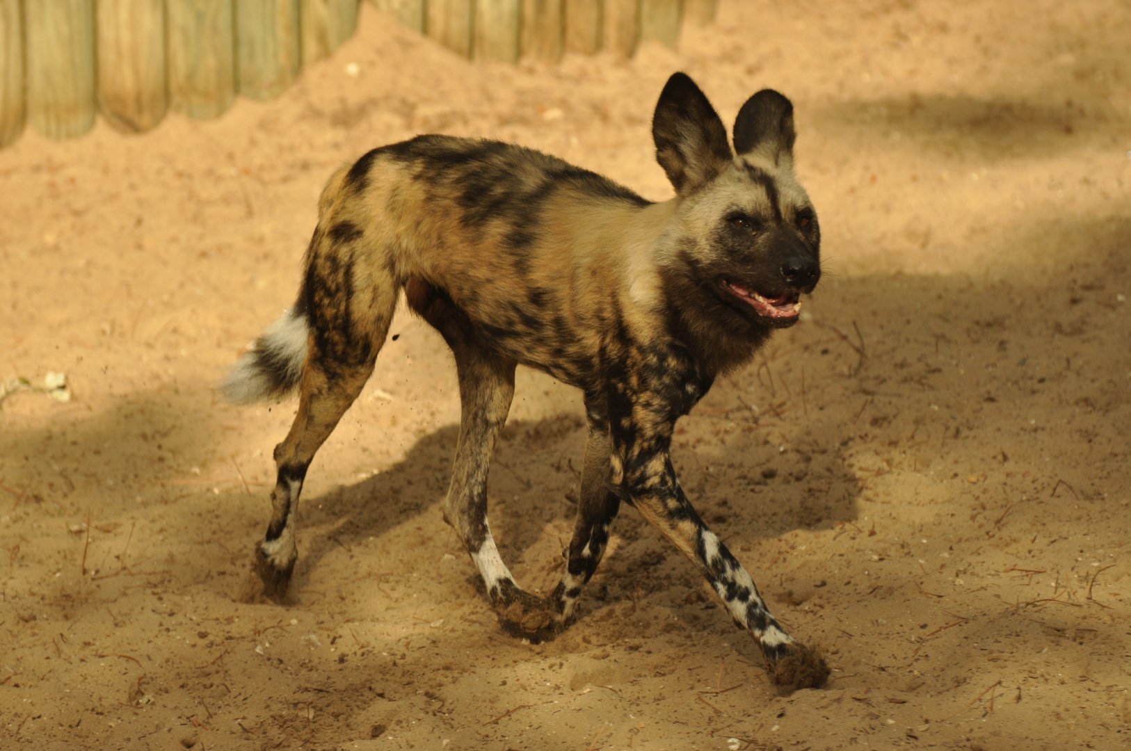 Lycaon (Lycaon pictus)