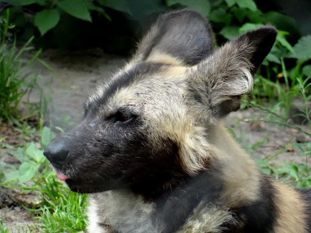 Lycaon pictus pictus