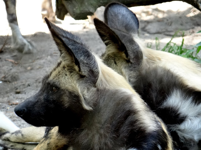 Lycaon pictus pictus