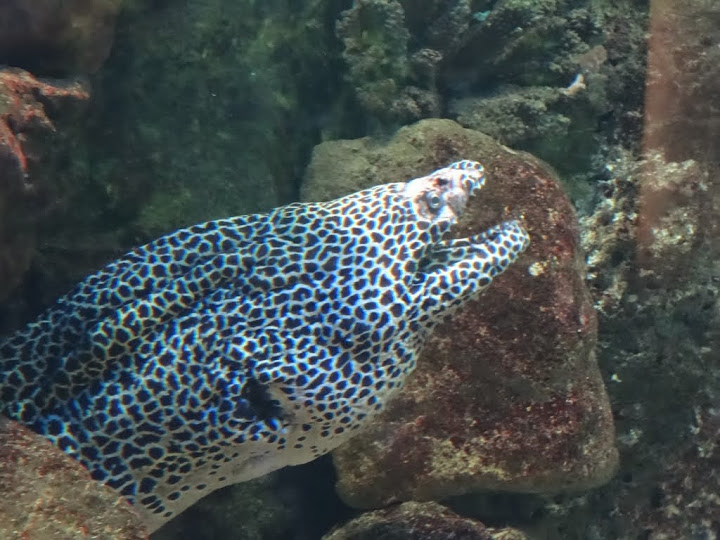 Lycodontis favagineus