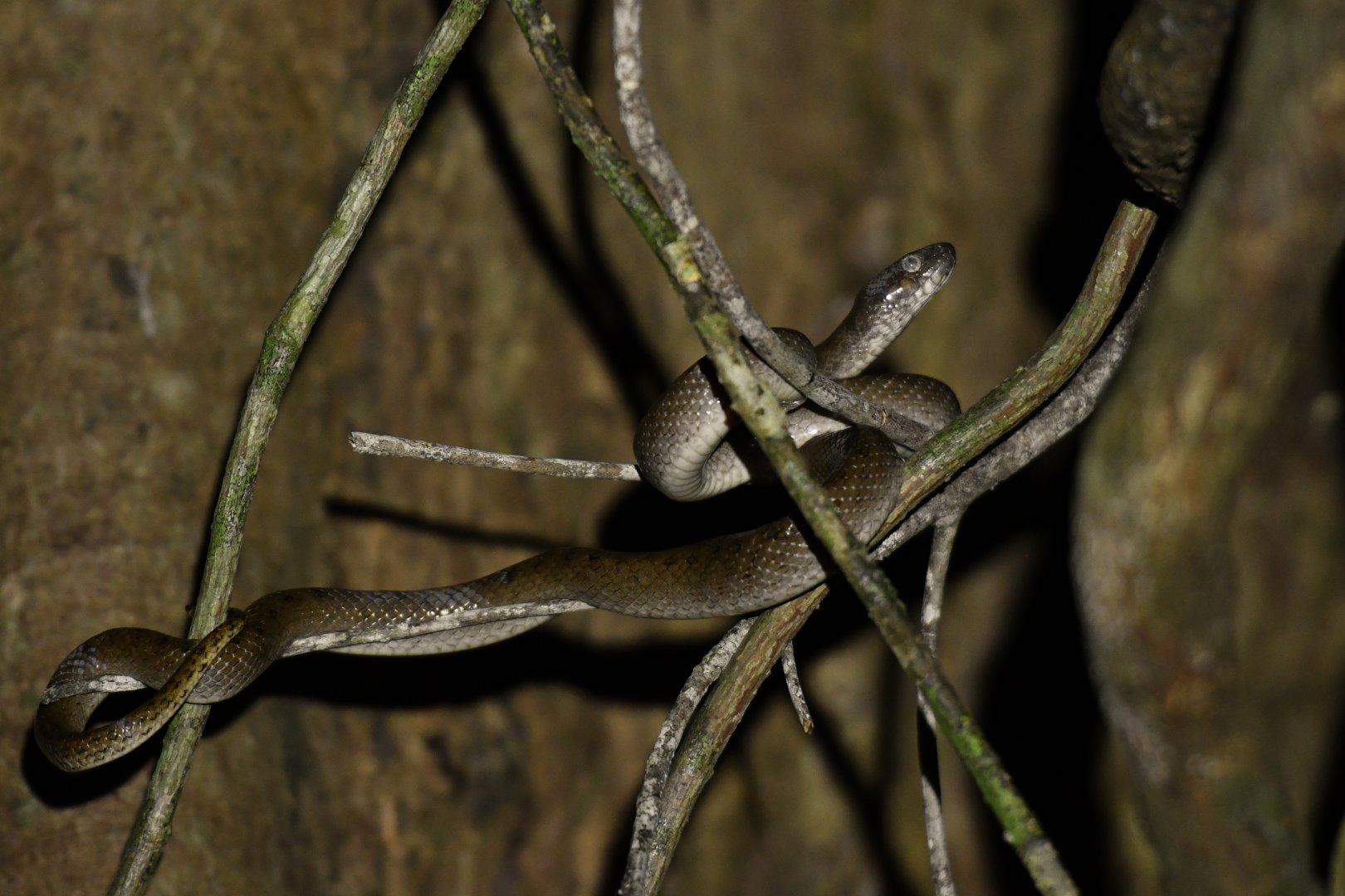 Lycodryas granuliceps