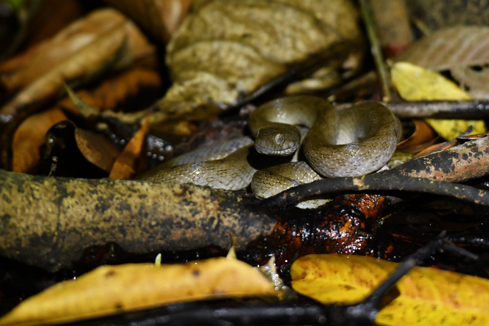 Lycodryas granuliceps