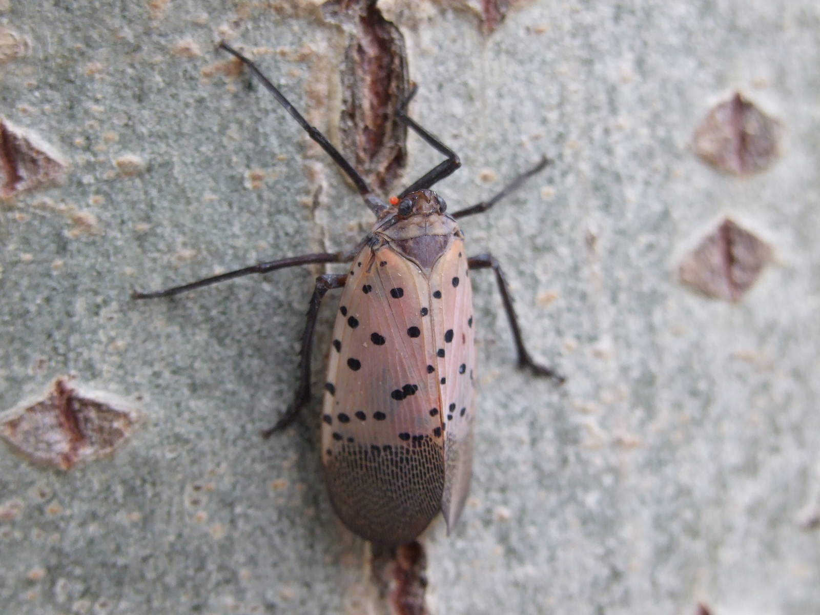 Lycorma delicatula