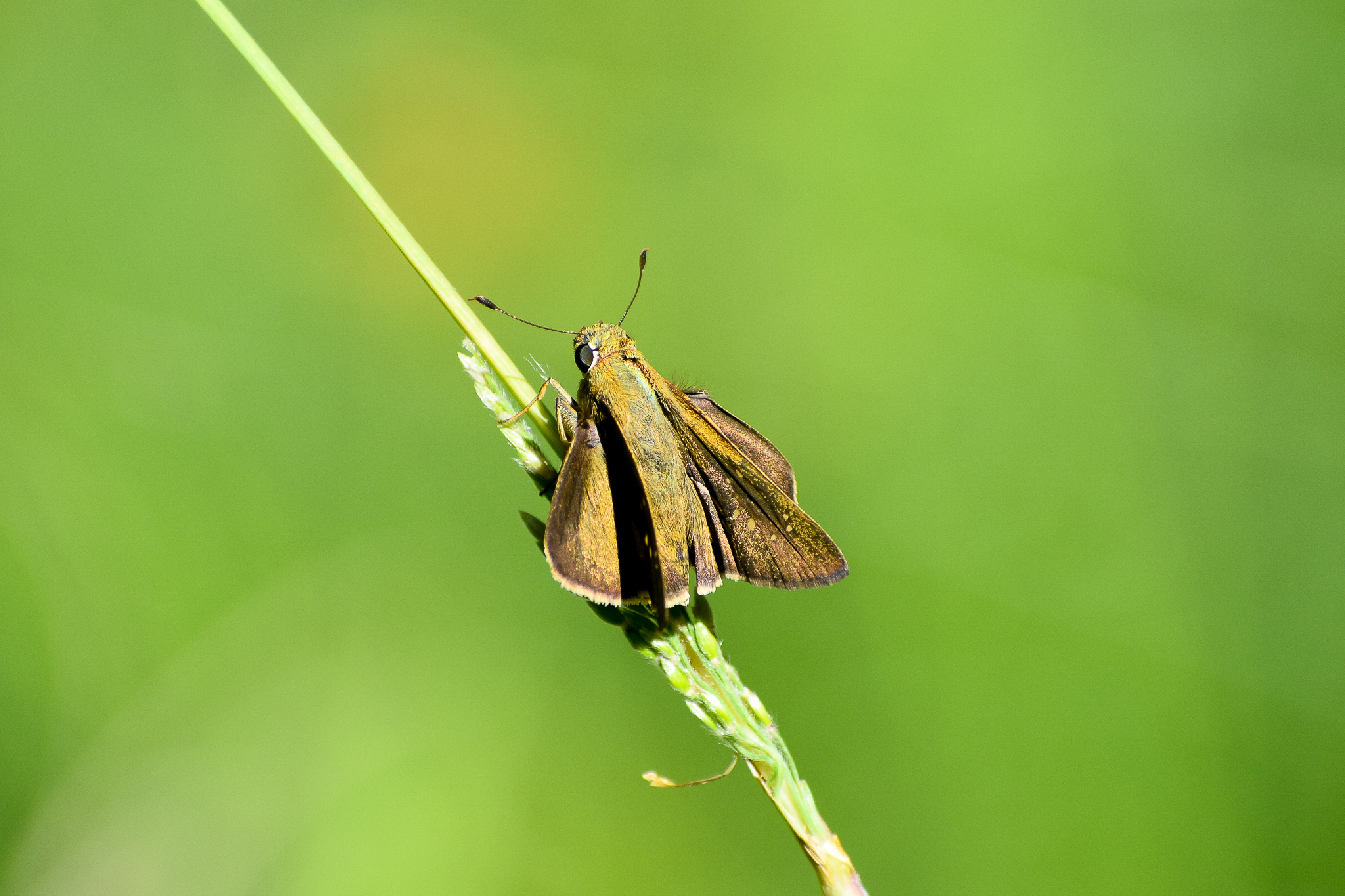 Lyell's Swift (Pelopidas lyelli)
