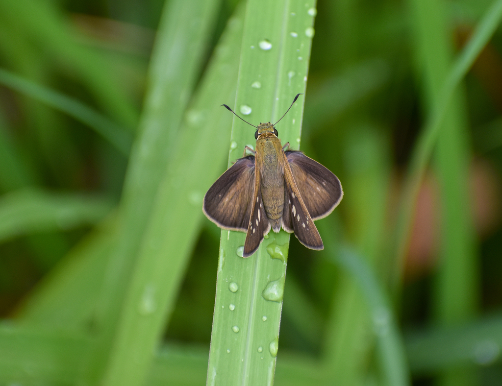 Lyell's Swift Pelopidas lyelli