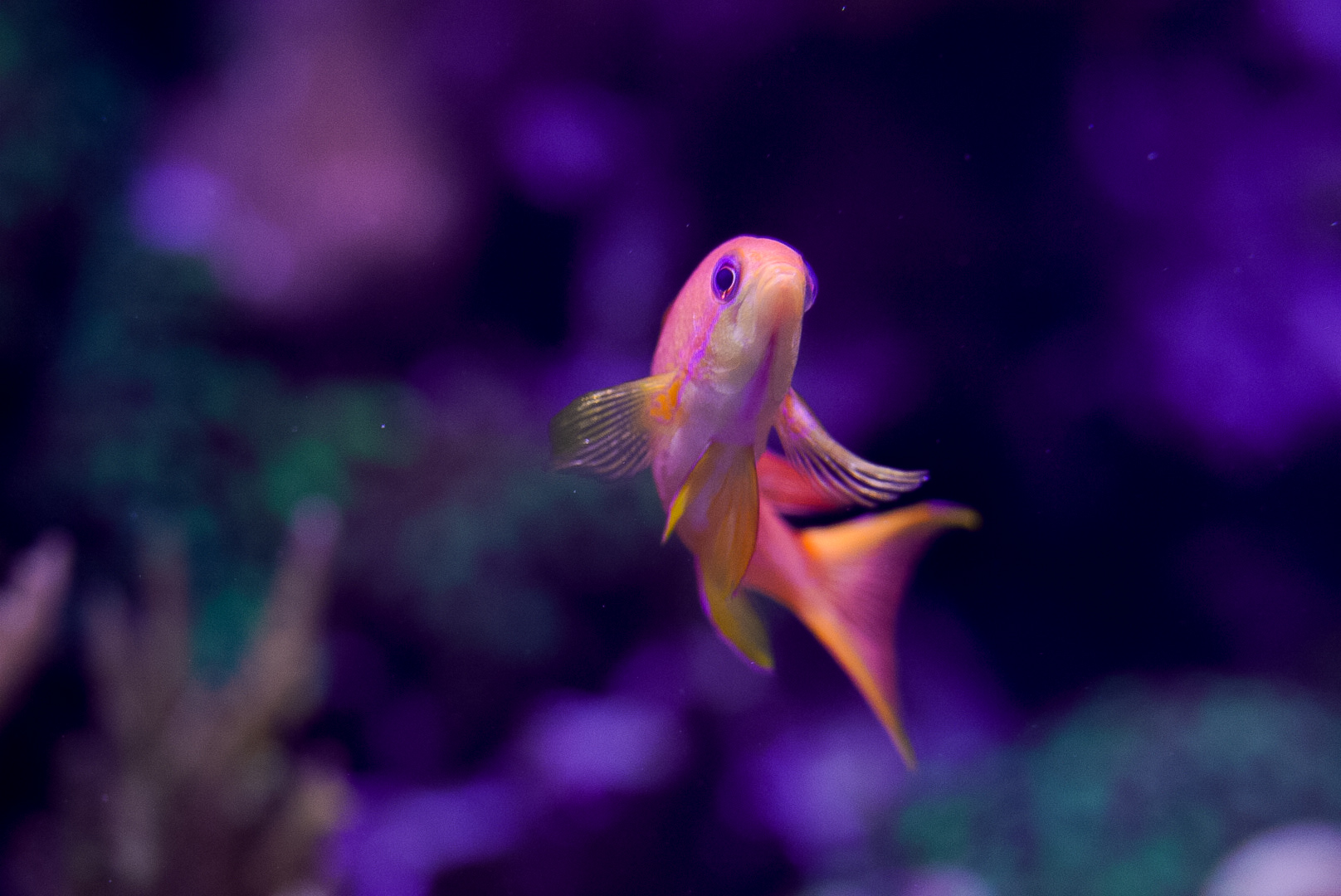 Lyertail Anthias (Female)