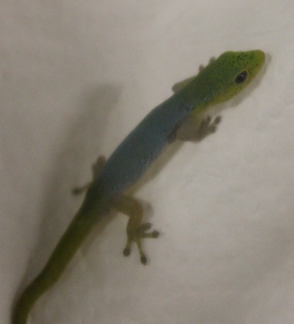 Lygodactylus conraui