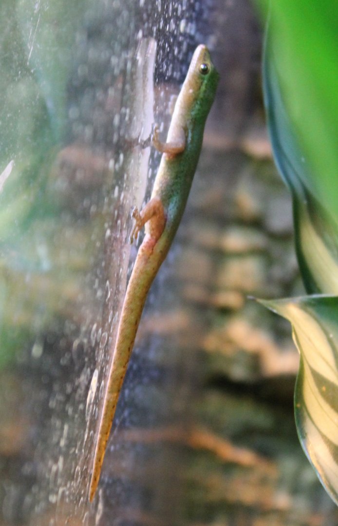 Lygodactylus conraui