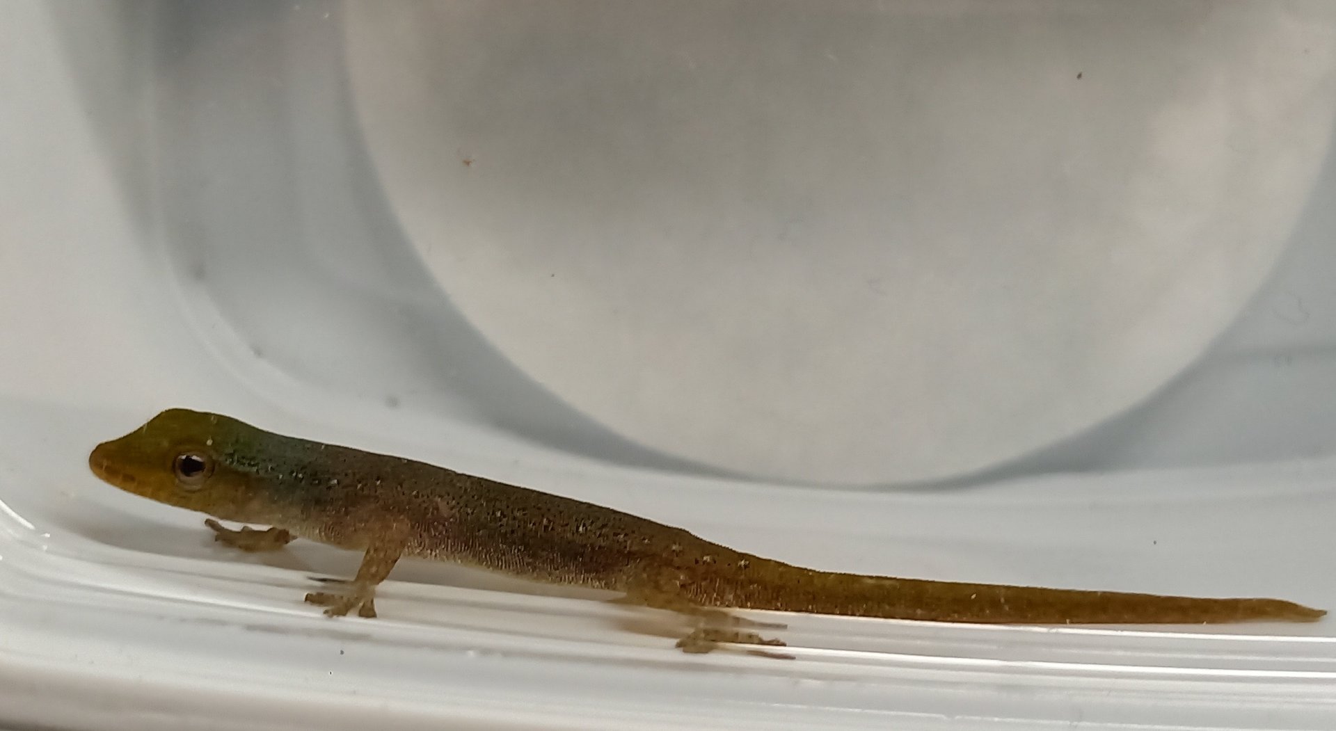 Lygodactylus conraui
