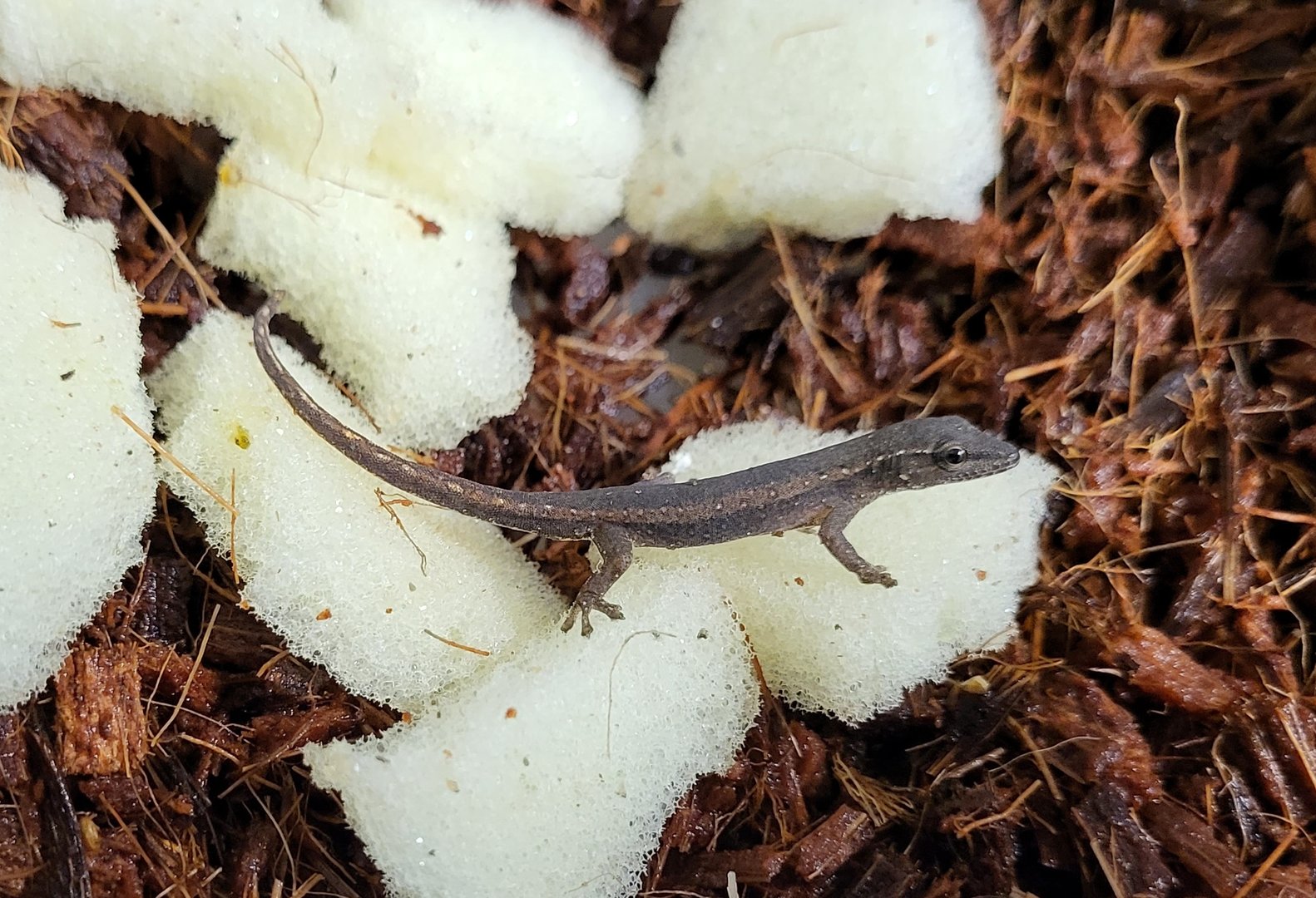 Lygodactylus conraui