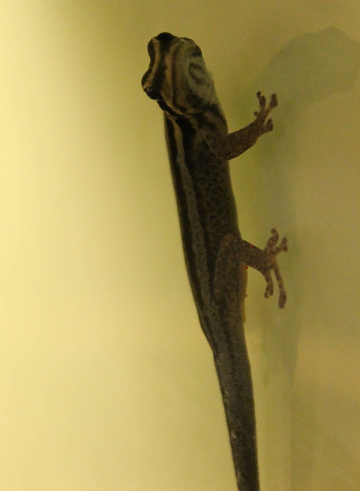 Lygodactylus kimhowelli