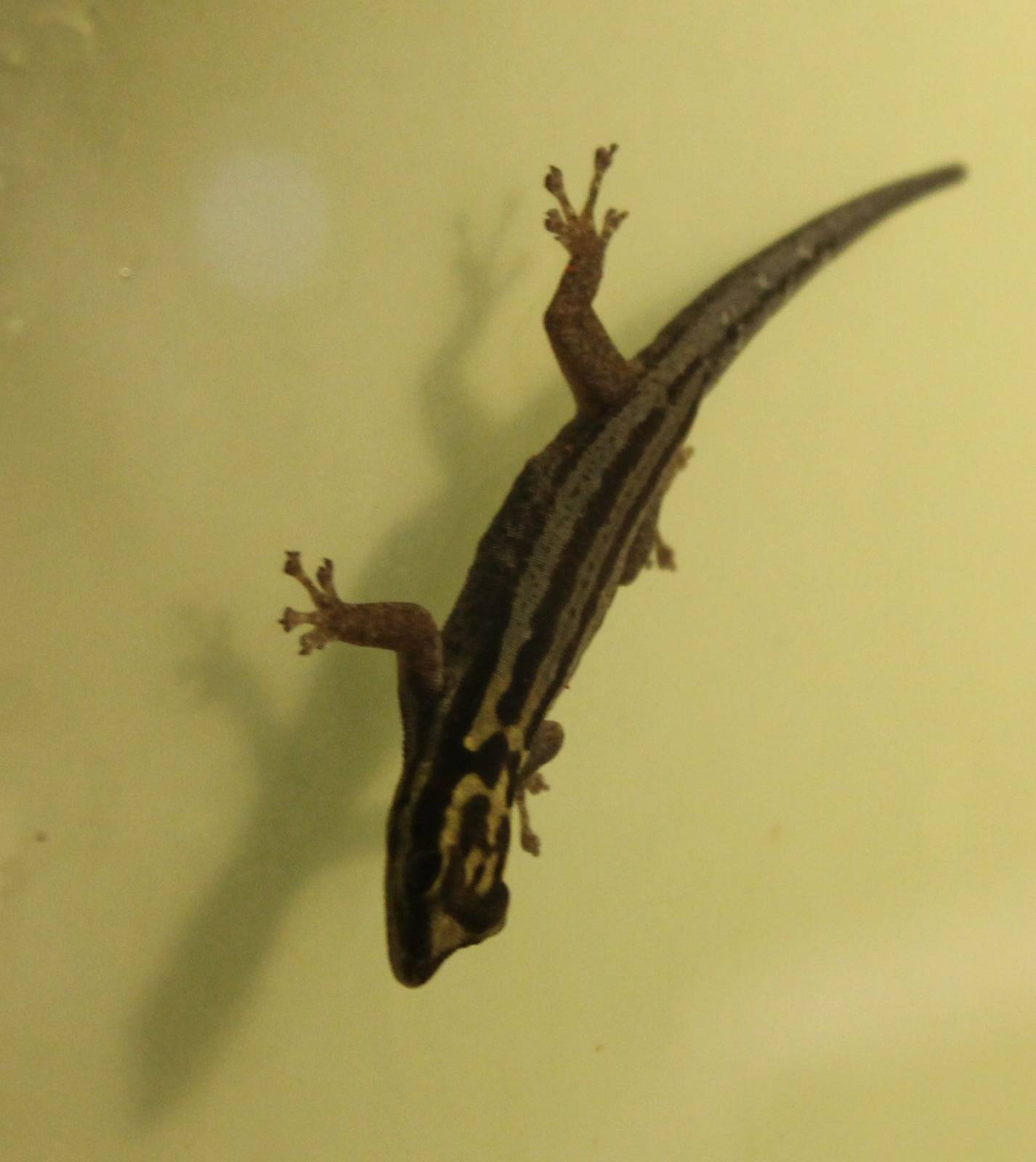 Lygodactylus kimhowelli