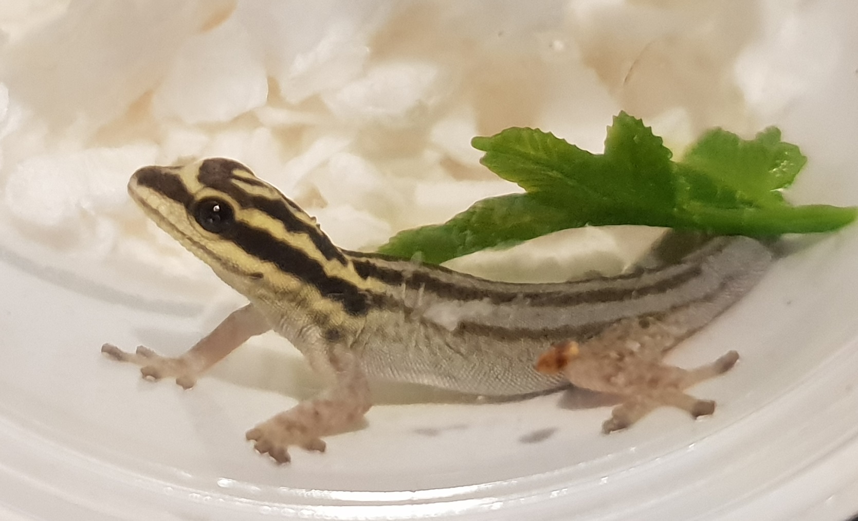 Lygodactylus kimhowelli