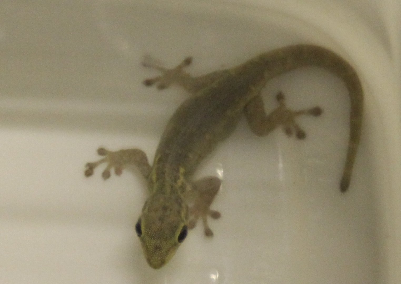 Lygodactylus luteopicturatus