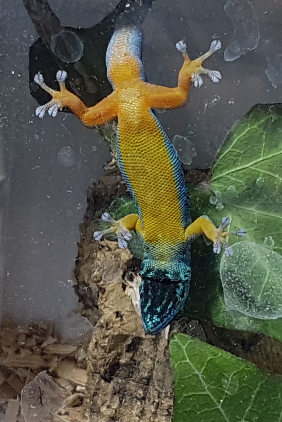 Lygodactylus williamsi - Bottom-side