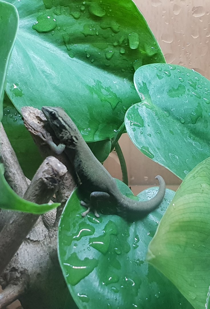 Lygodactylus williamsi - female