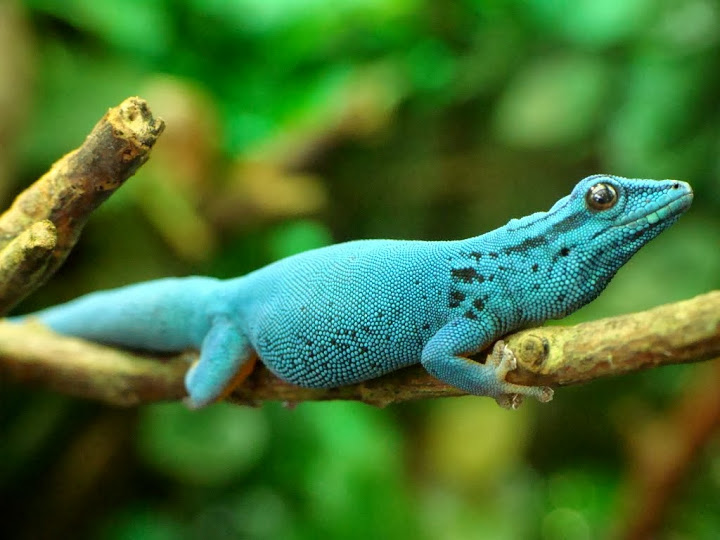 Lygodactylus williamsi