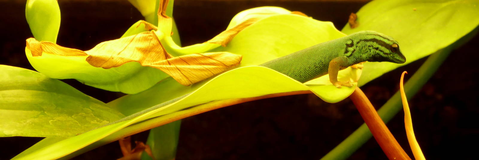 Lygodactylus williamsi