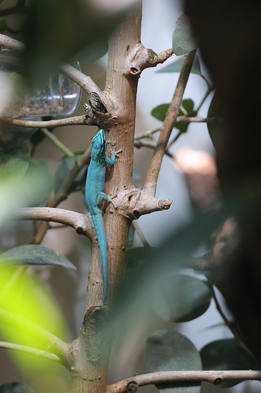 lygodactylus williamsi