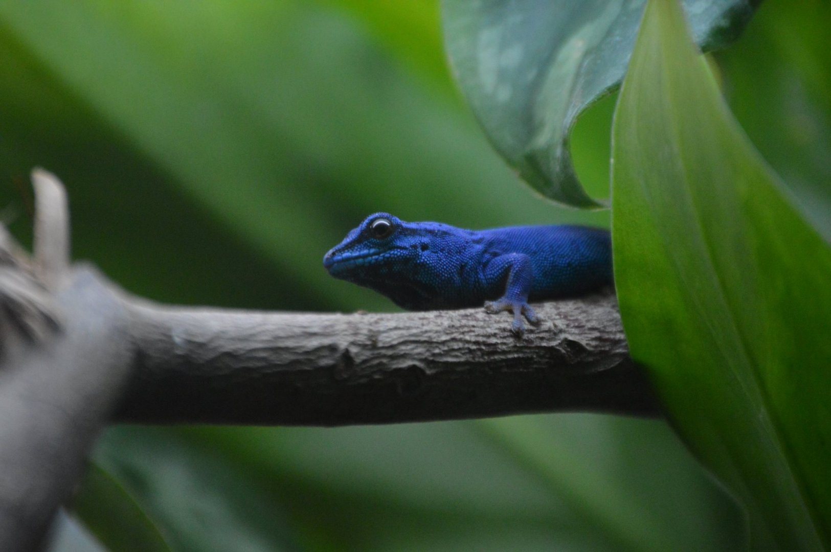 Lygodactylus williamsi