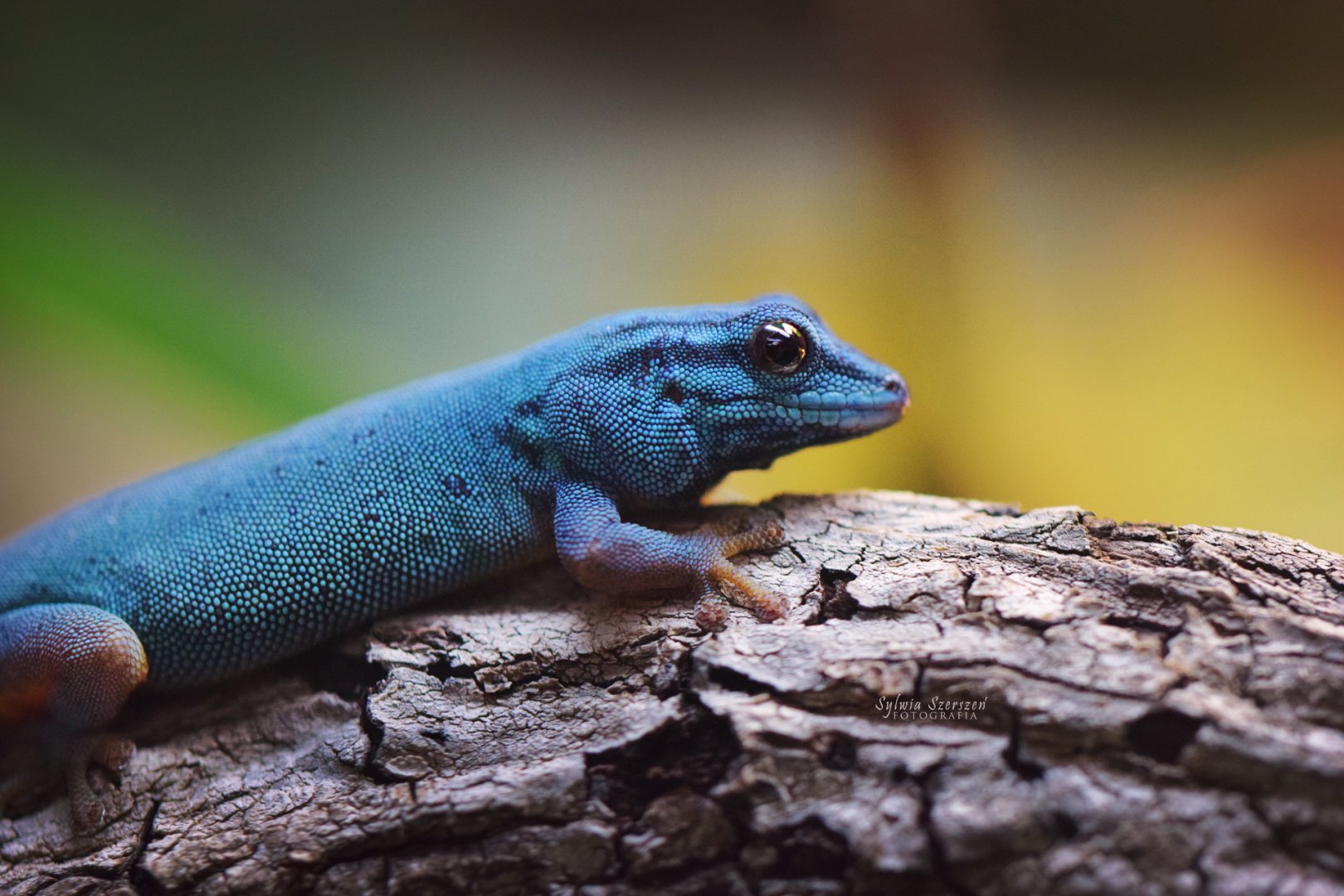 Lygodactylus williamsi