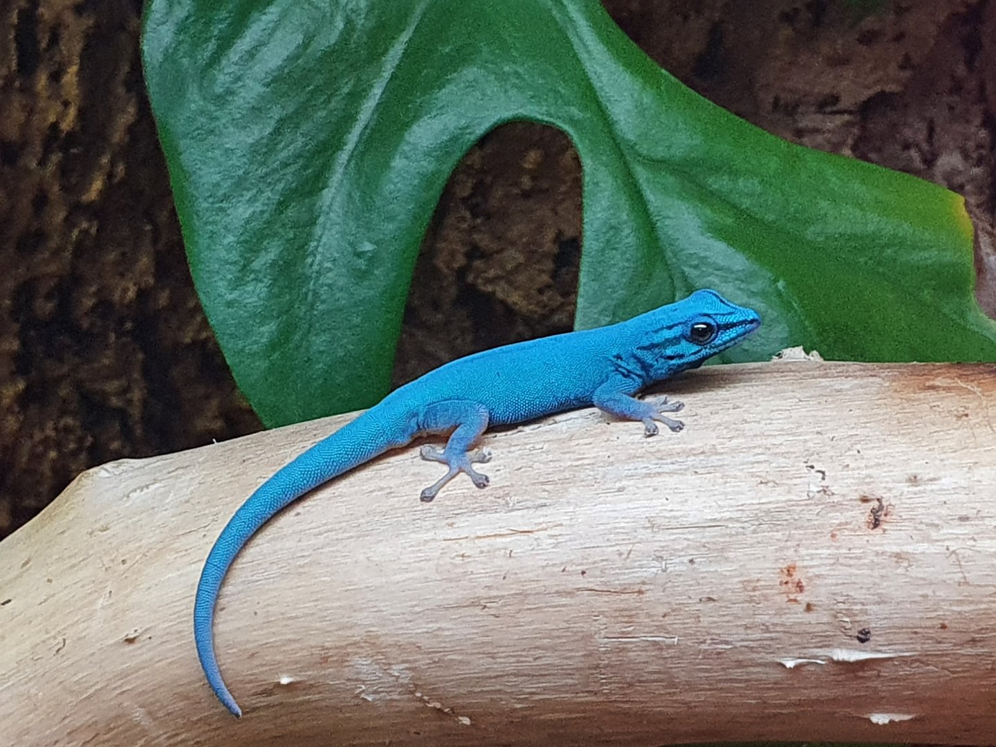 Lygodactylus williamsi