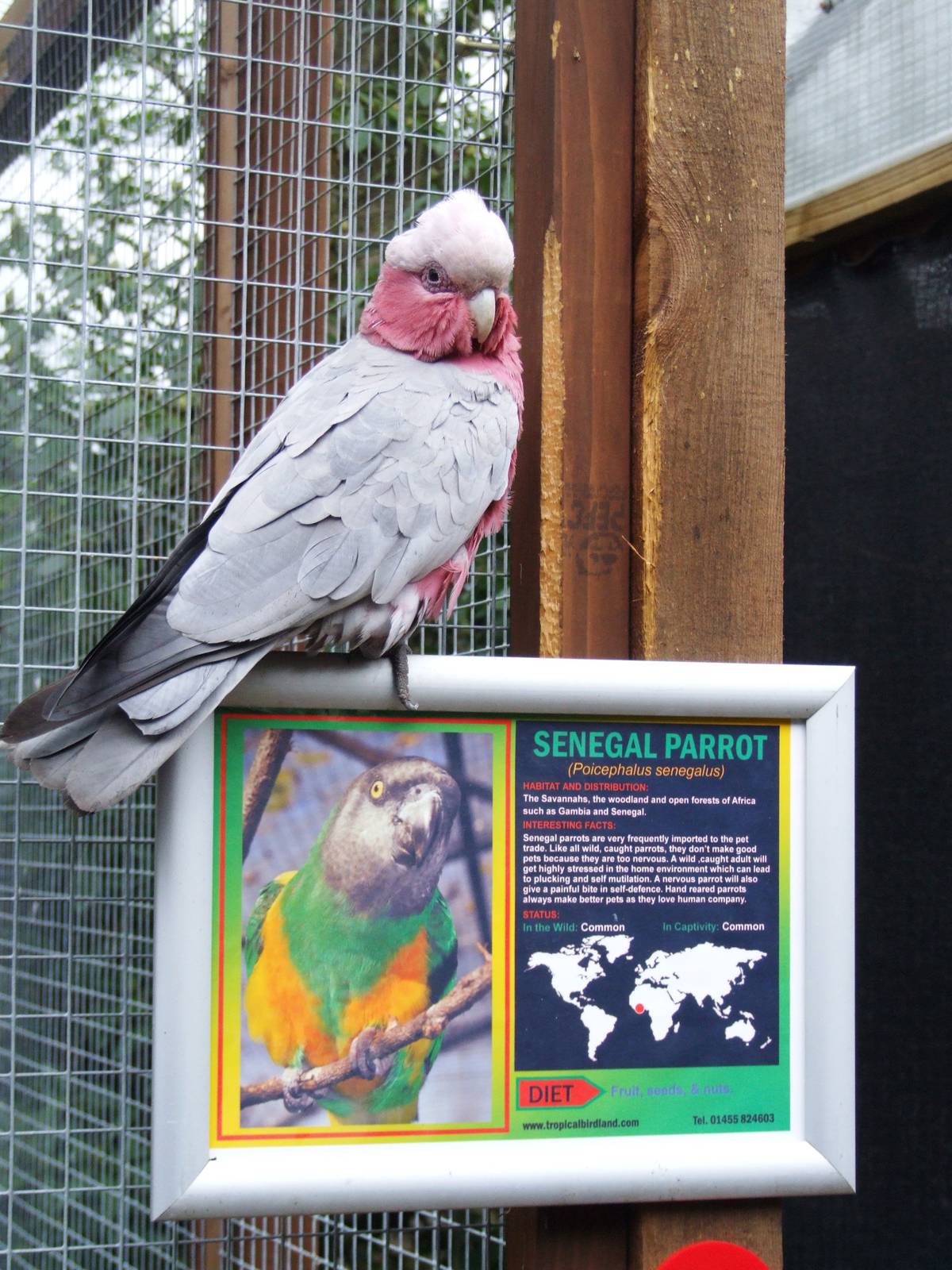 Lying Galah at Tropical Birdland, 18/05/13