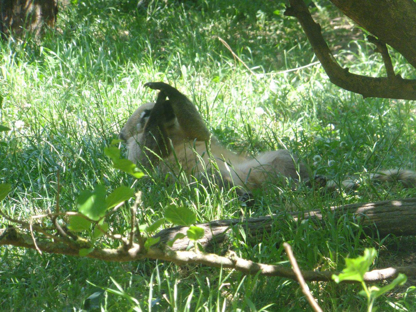 Lying Red-nosed coati