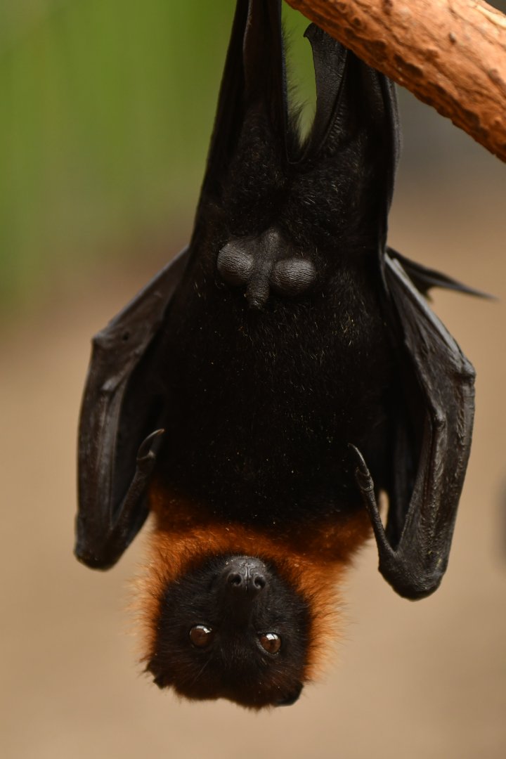Lyle flying fox (Pteropus lylei)