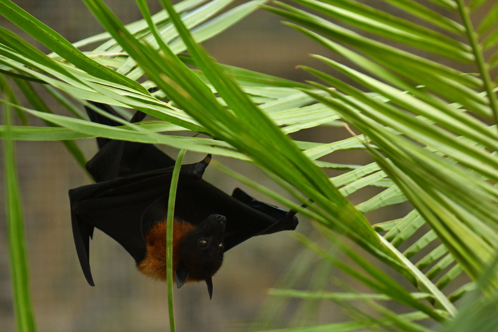 Lyle flying fox (Pteropus lylei)