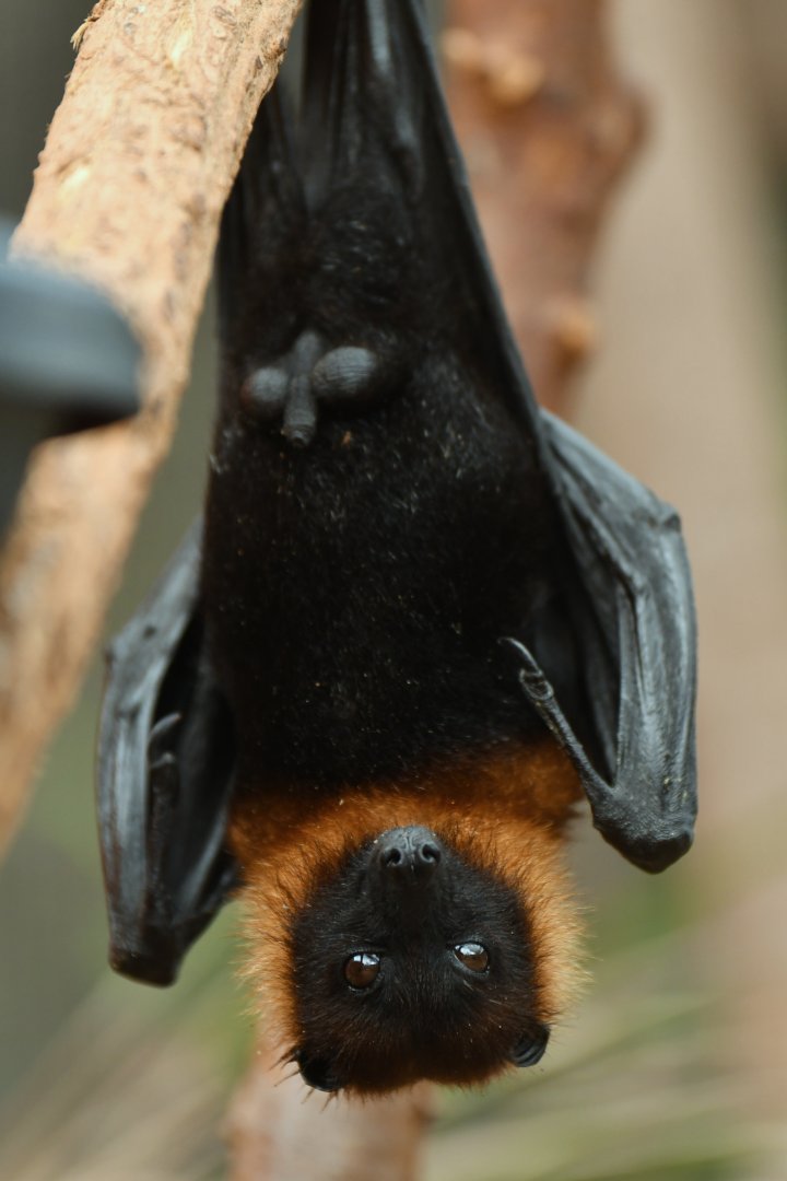 Lyle flying fox (Pteropus lylei)