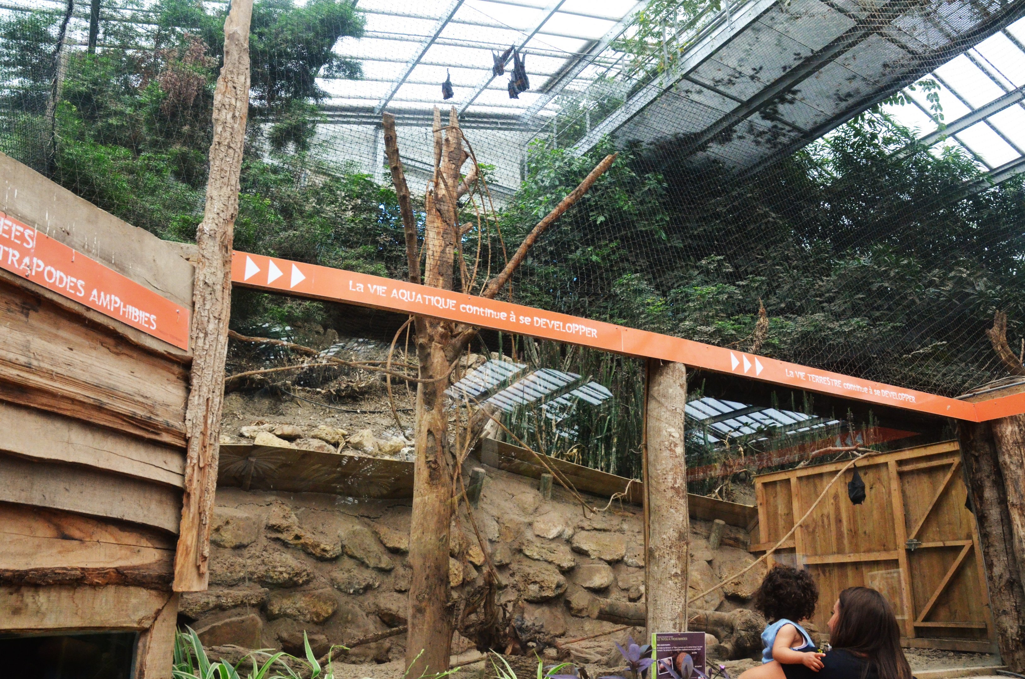 Lyle's and Livingstone's Flying Fox/Three-banded Armadillo Enclosure at Biotropica, 16/06/18