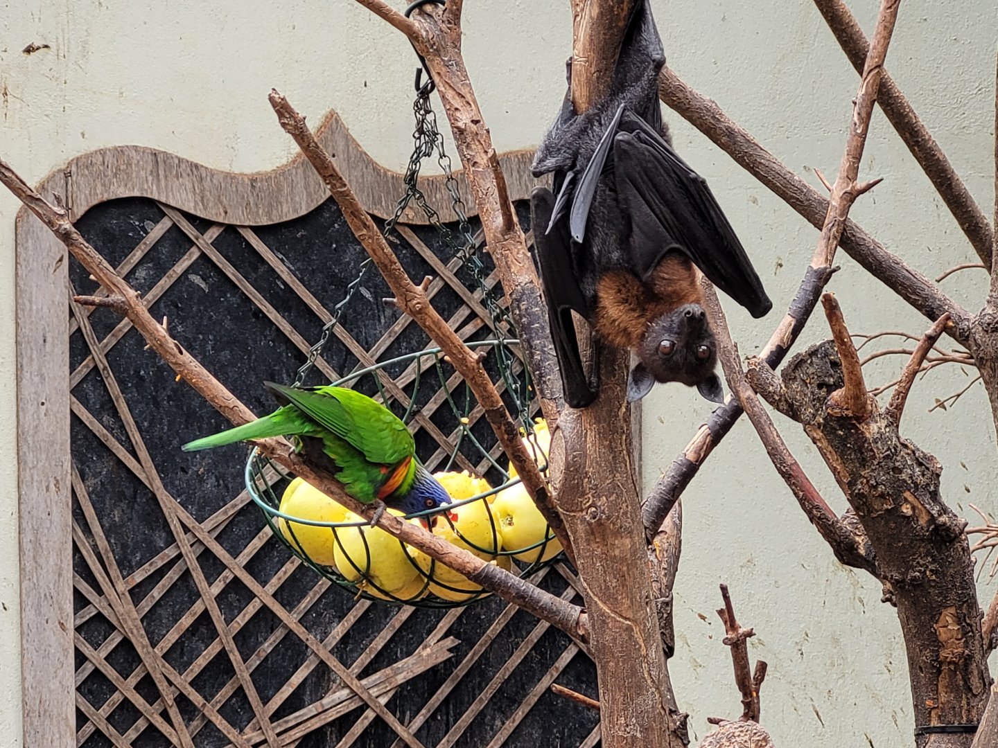 Lyle's flying fox and Green-naped lorikeet -TerraNatura Benidorm (2022)