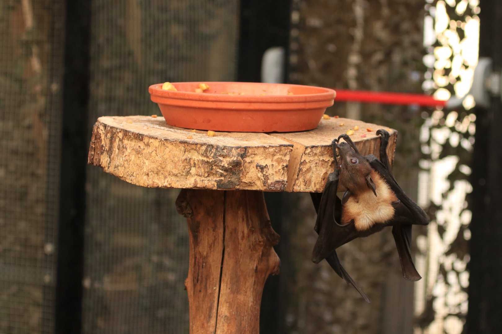 Lyle's Flying Fox (April 2019)