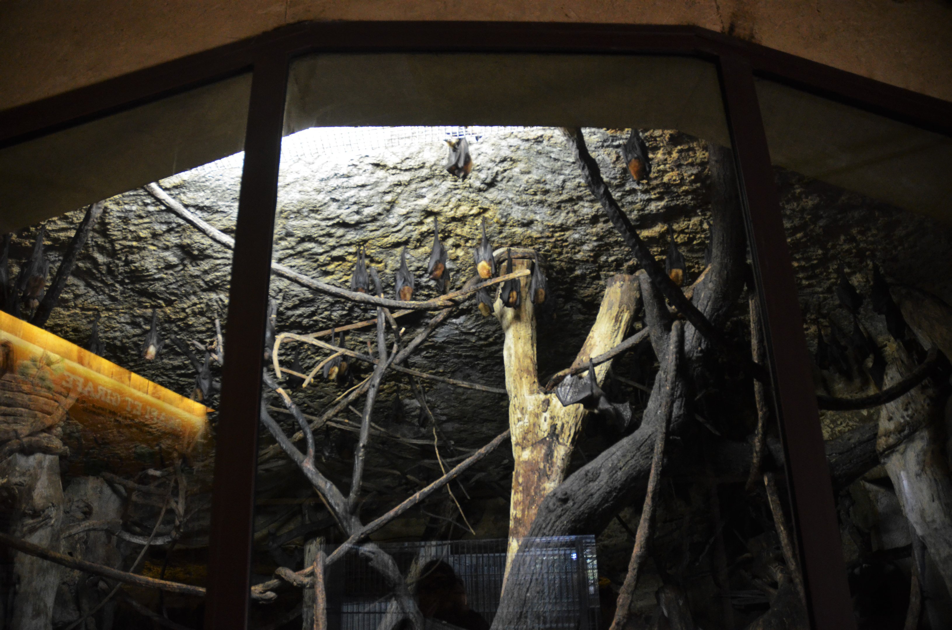 Lyle's Flying Fox Enclosure at Doué-la-Fontaine, 15/06/18