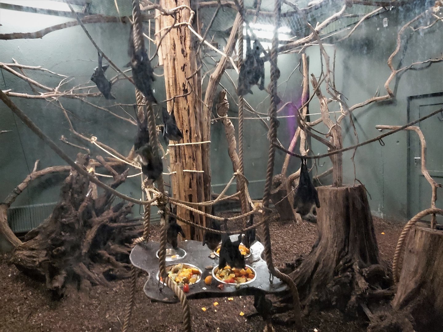 Lyle's flying fox enclosure