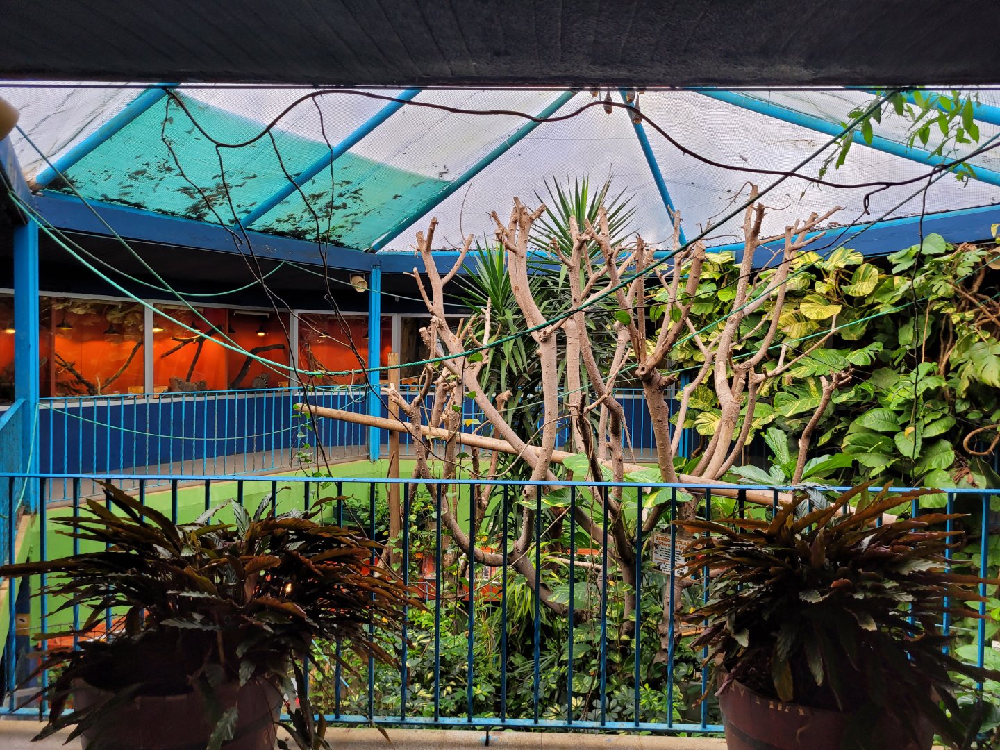 Lyle's flying fox exhibit -Zoo de Santillana del Mar (2023)