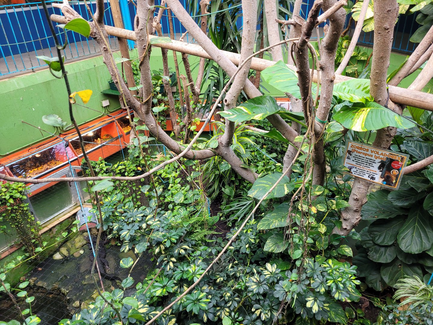 Lyle's flying fox exhibit -Zoo de Santillana del Mar (2023)