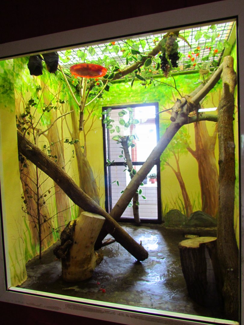 Lyle's flying fox exhibit