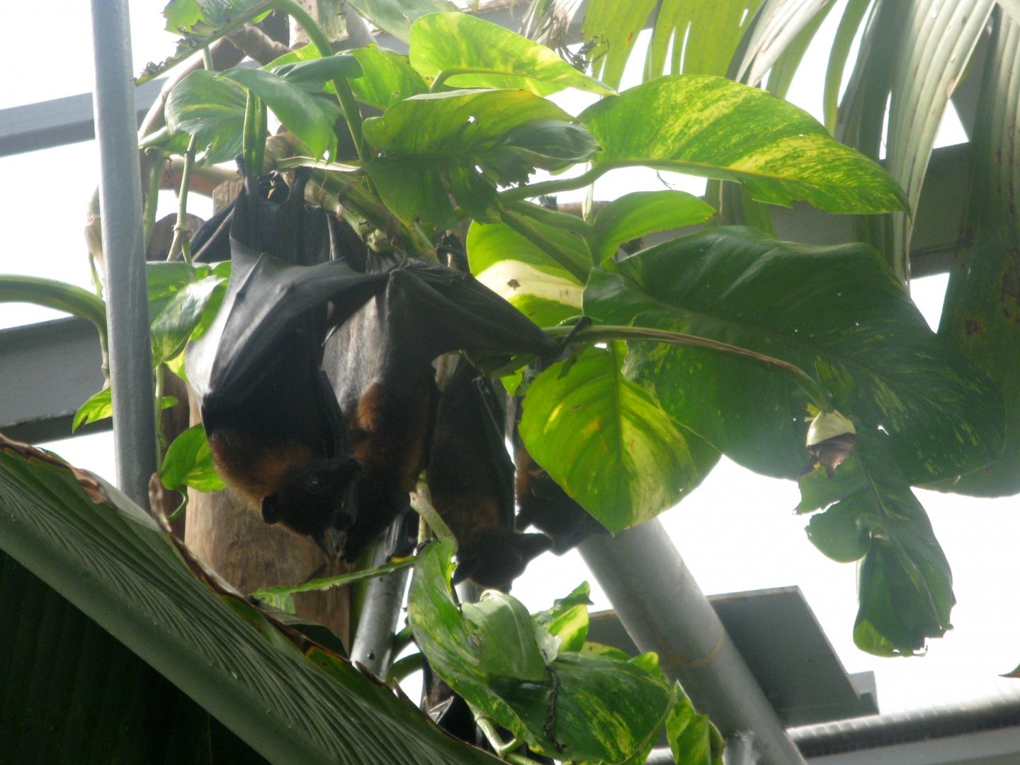 Lyle's Flying Fox in the Madagascar Pavilion - 08.2013