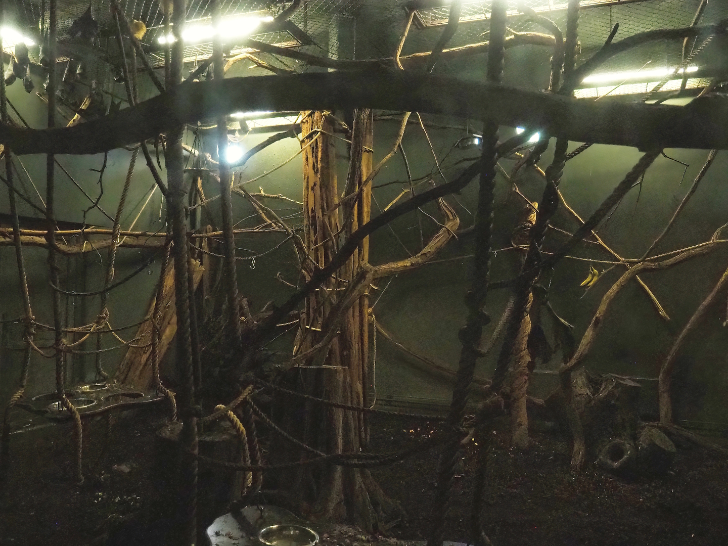 Lyle's flying fox indoor exhibit, 2023-08-17