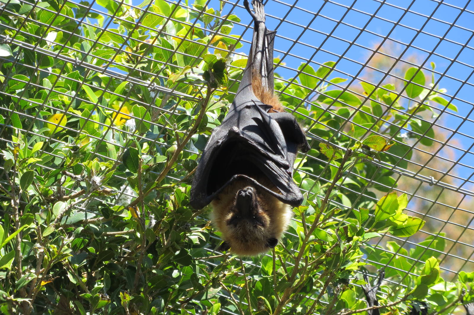 Lyles Flying Fox May 2014