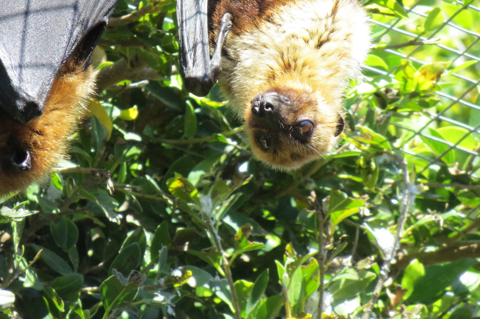 Lyles Flying Fox May 2014